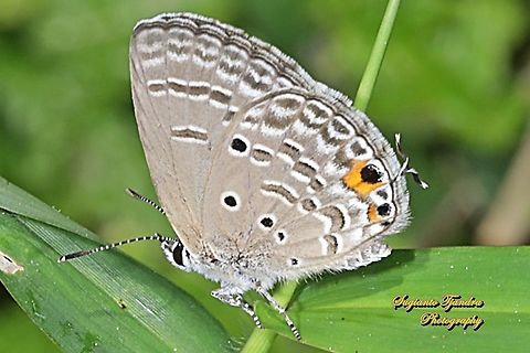 The Plains Cubid/Cycad Blue Butterfly (Chilades pandava)  Chilades pandava,Geotagged,Indonesia,Plains Cupid,Winter