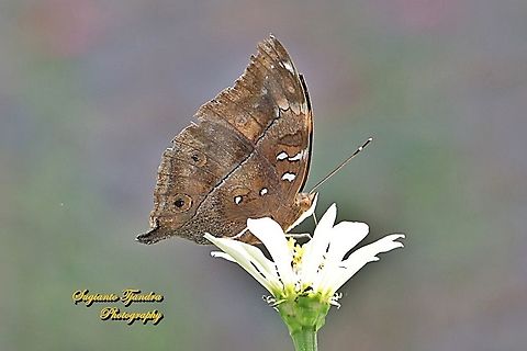 Autumn leaf butterfly, Doleschallia bisaltide  Autumn leaf,Doleschallia bisaltide,Geotagged,Indonesia,Winter