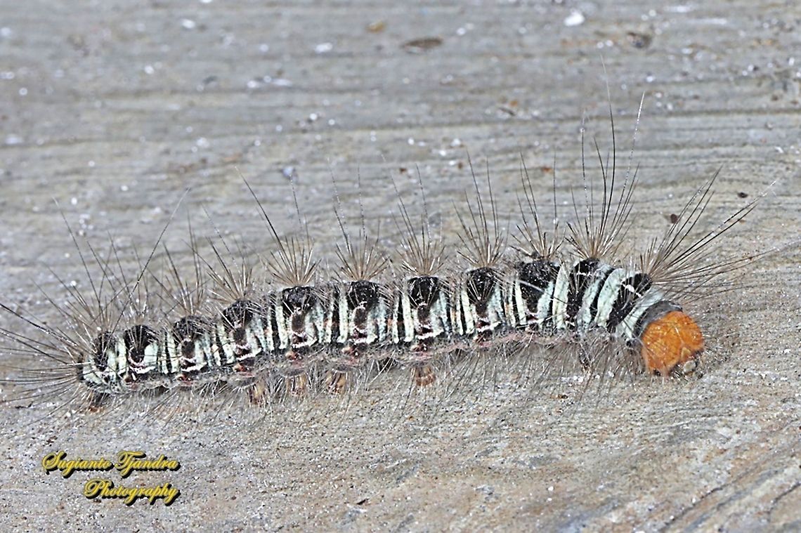 Hairy Caterpillar  Geotagged,Indonesia,Winter