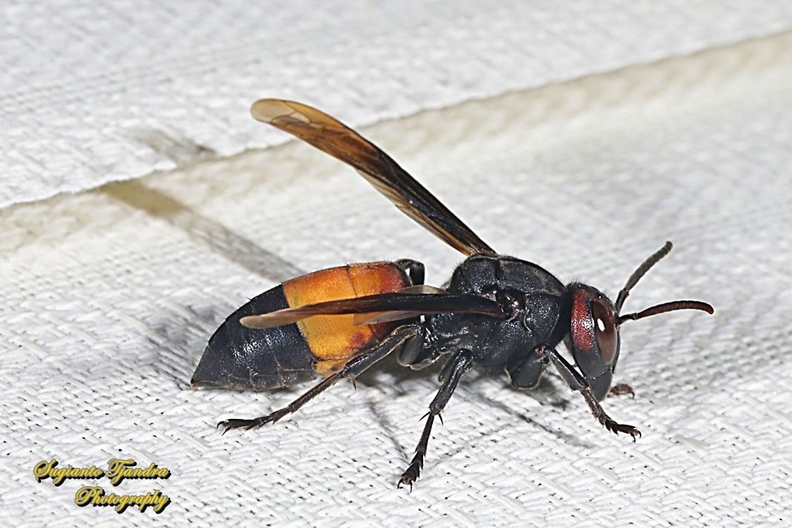 Lesser banded hornet, Vespa affinis  Geotagged,Indonesia,Lesser banded hornet,Vespa affinis,Winter