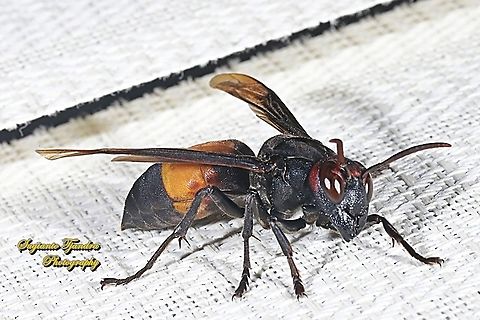 Lesser banded hornet, Vespa affinis  Geotagged,Indonesia,Lesser banded hornet,Vespa affinis,Winter