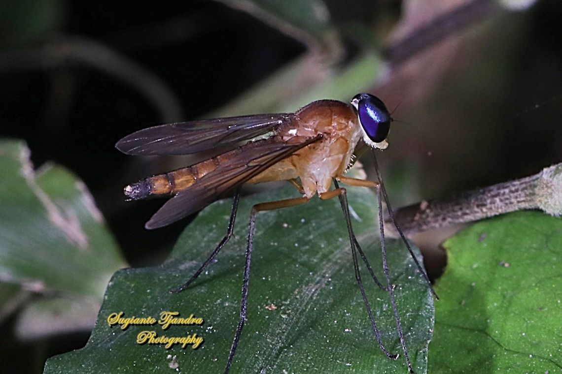 Snipe fly, Chrysopilus, Rhagionidae  Geotagged,Indonesia,Winter