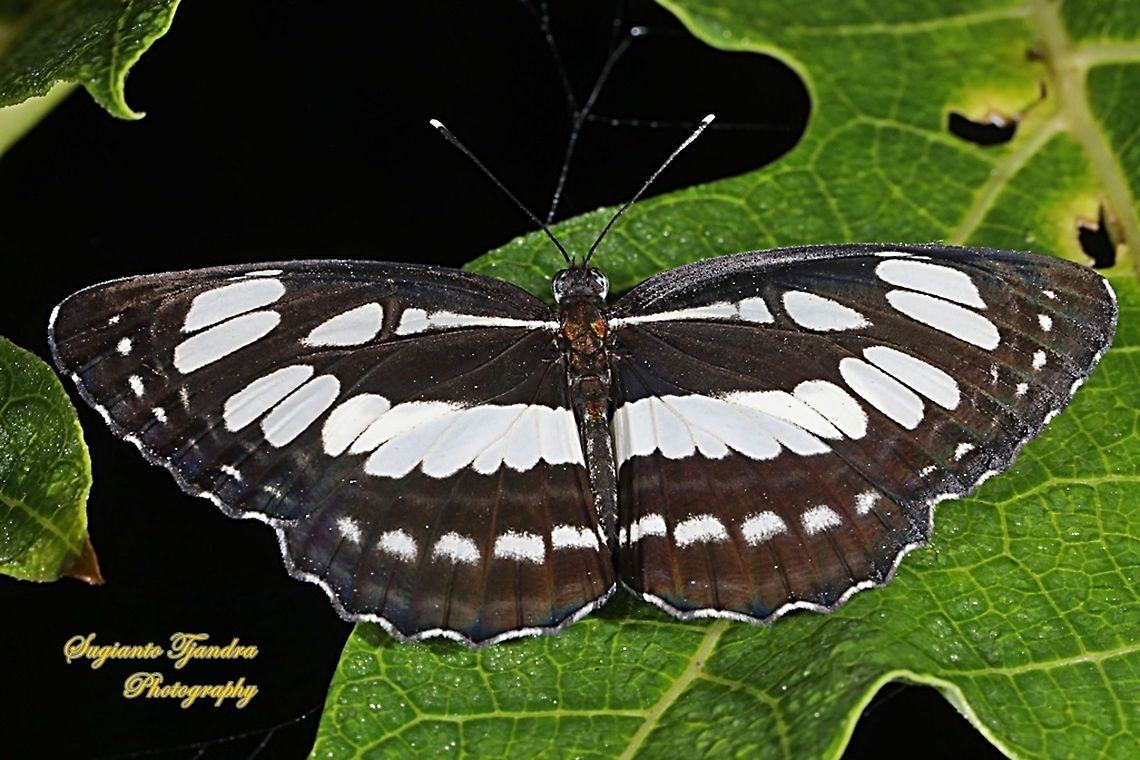The Common Sailor Butterfly, Neptis hylas matuta - Upperside  Common sailor,Geotagged,Indonesia,Neptis hylas,Winter