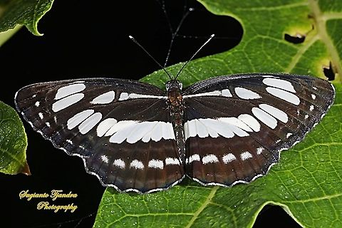 The Common Sailor Butterfly, Neptis hylas matuta - Upperside  Common sailor,Geotagged,Indonesia,Neptis hylas,Winter