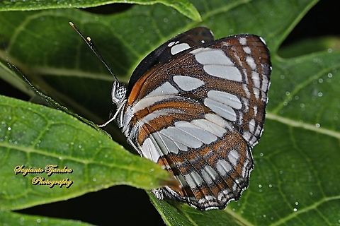 The Common Sailor Butterfly, Neptis hylas matuta - Lowerside  Common sailor,Geotagged,Indonesia,Neptis hylas,Winter
