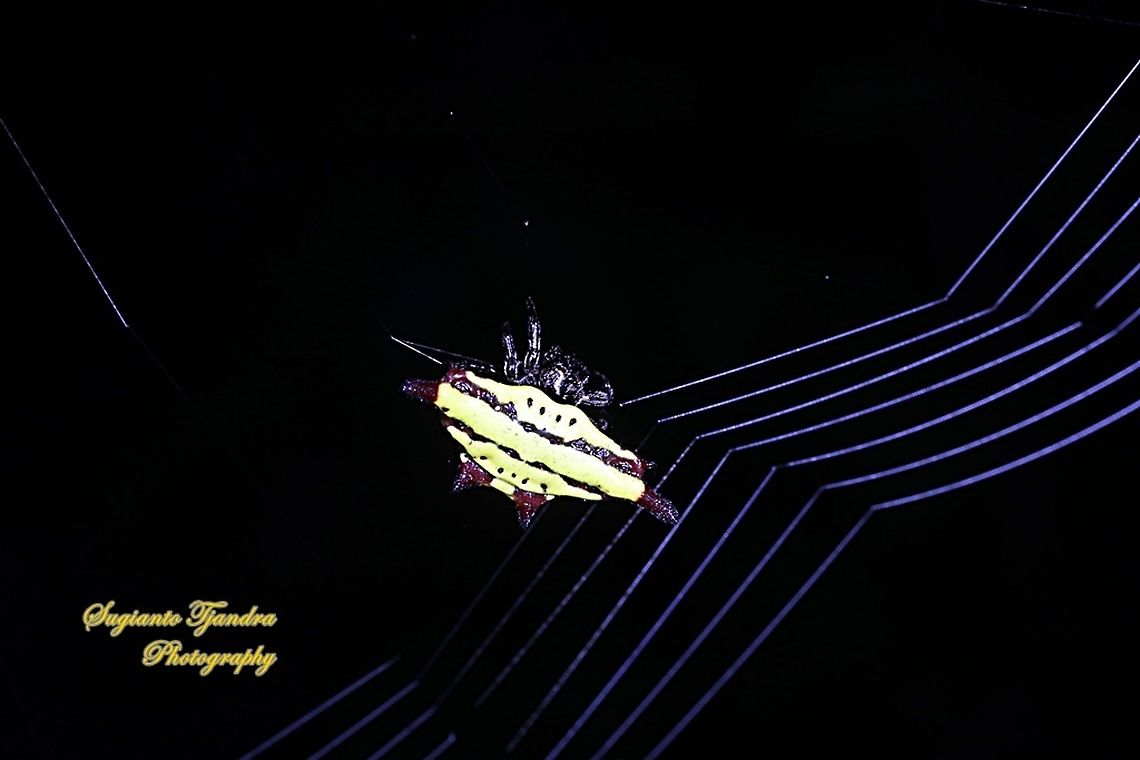 Doria's Spiny Spider, Gasteracantha doriae  Gasteracantha doriae,Geotagged,Indonesia,Winter