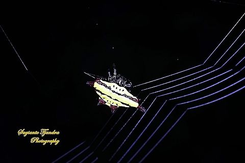 Doria's Spiny Spider, Gasteracantha doriae  Gasteracantha doriae,Geotagged,Indonesia,Winter