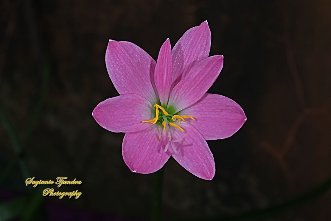 Pink rain lily, Rosepink zephyr lily (Zephyranthes carinata)  Geotagged,Indonesia,Winter,Zephyranthes carinata,rosepink zephyr lily
