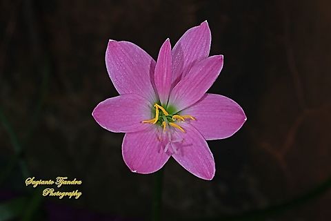 Pink rain lily, Rosepink zephyr lily (Zephyranthes carinata)  Geotagged,Indonesia,Winter,Zephyranthes carinata,rosepink zephyr lily