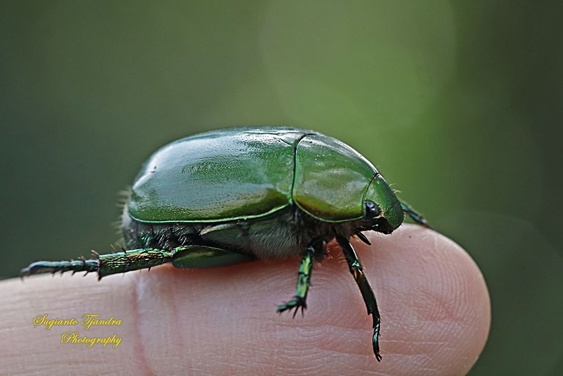 Green leaf chafer beetle, Anomala albopilosa  Anomala albopilosa,Geotagged,Indonesia,Winter