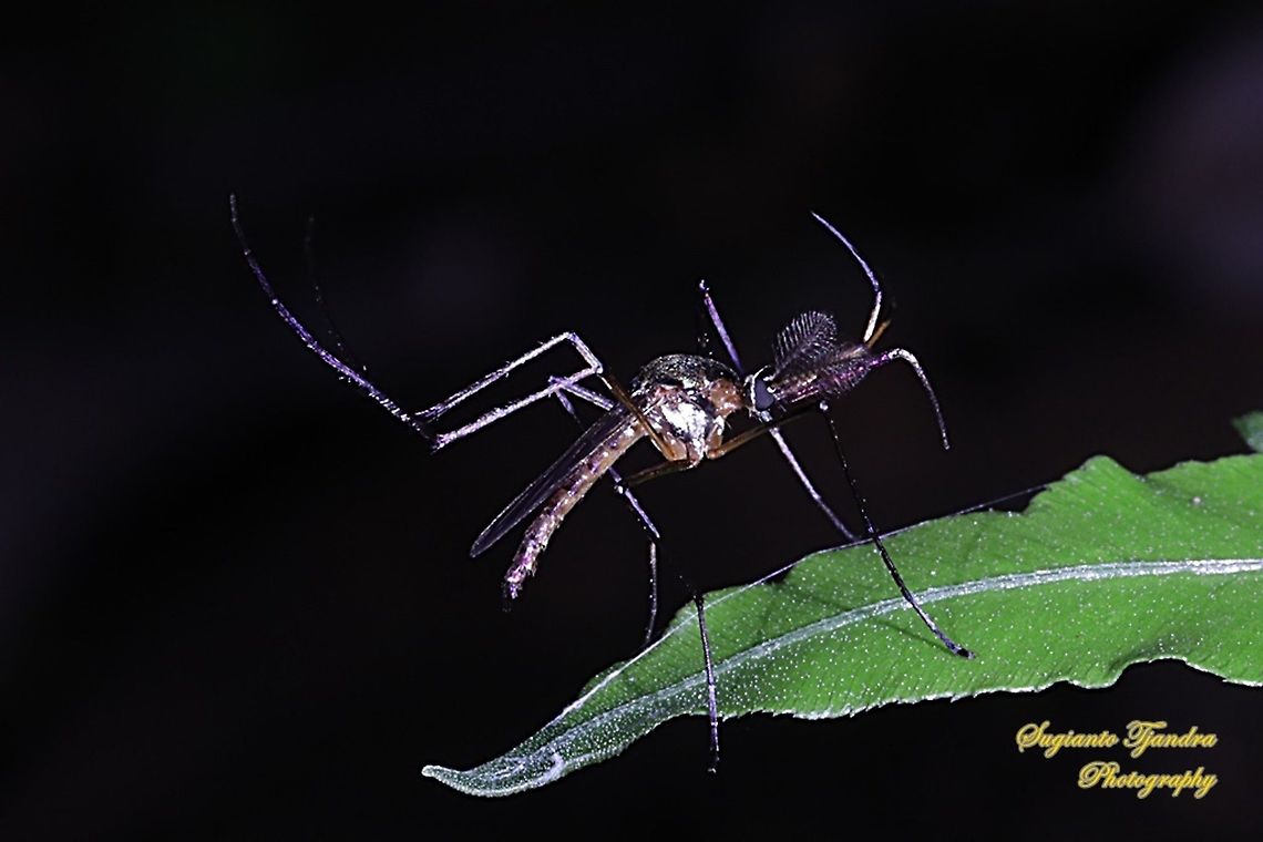 Elephant Mosquito, Toxorhynchites Sp.  Geotagged,Indonesia,Winter