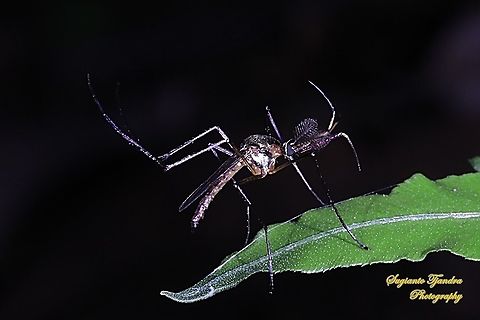 Elephant Mosquito, Toxorhynchites Sp.  Geotagged,Indonesia,Winter