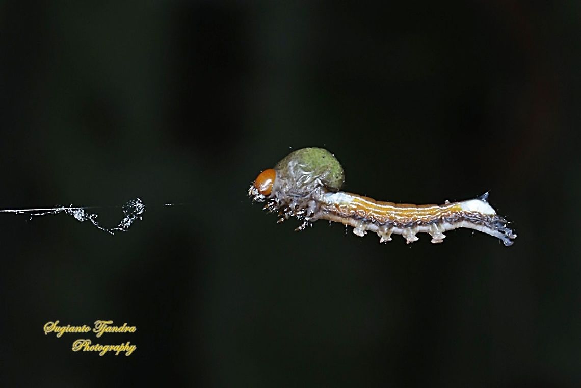 Humpback caterpillar  Geotagged,Indonesia,Winter