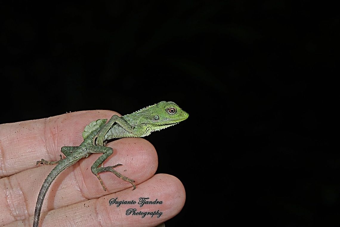 Green Crested Lizard, Agamidae - baby lizard  Bronchocela cristatella,Geotagged,Indonesia,Winter