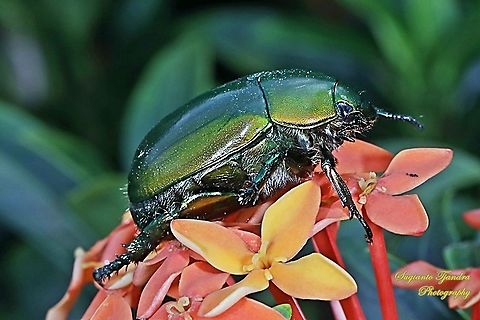 Green Leaf Chafer Beetle, Anomala Albopilosa  Anomala albopilosa,Geotagged,Indonesia,Winter