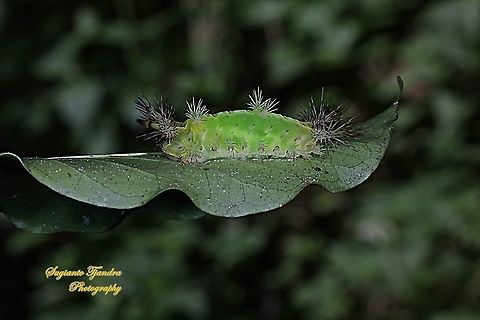 Parasitised and Mummified Stinging Nettle Slug Caterpillar (Cup Moth, Setora sp., Limacodidae) "Green Devil"  Geotagged,Indonesia,Winter
