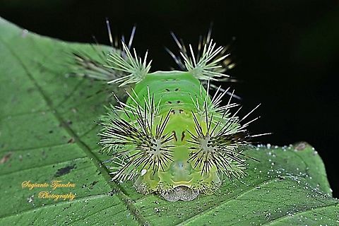 Parasitised and Mummified Stinging Nettle Slug Caterpillar (Cup Moth, Setora sp., Limacodidae) "Green Devil"  Geotagged,Indonesia,Winter
