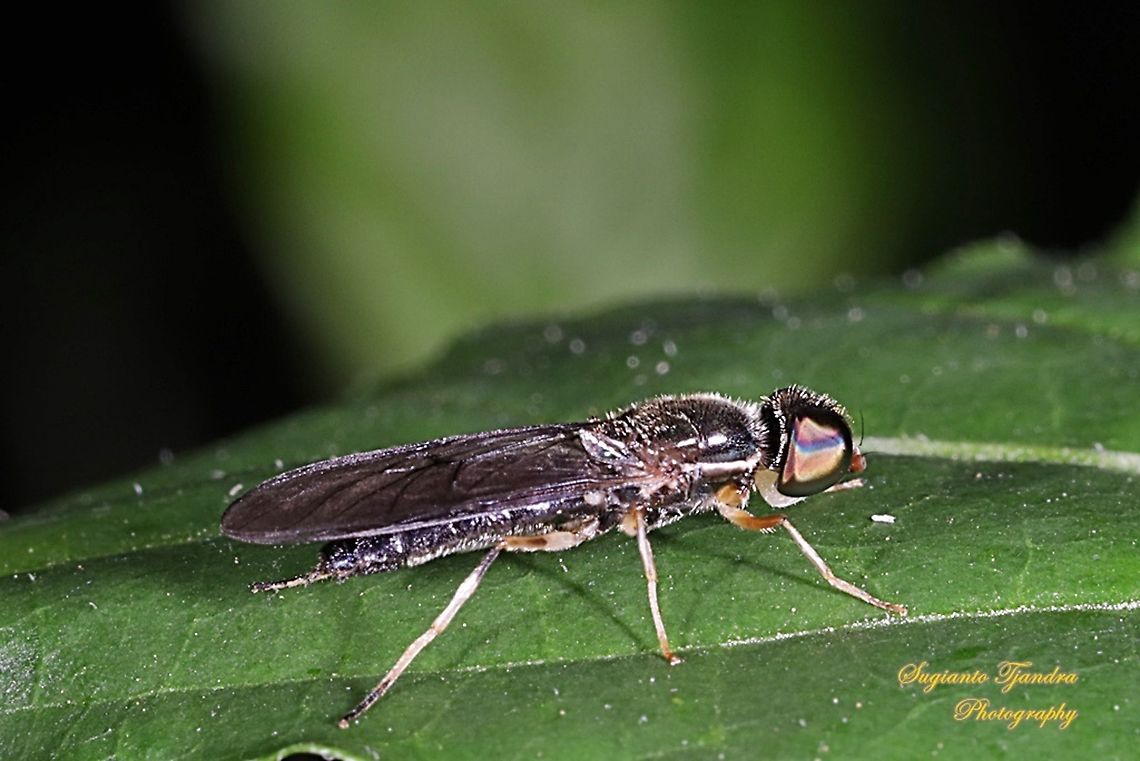 Soldier fly, Sargus Sp., family Stratiomyidae  Geotagged,Indonesia,Winter