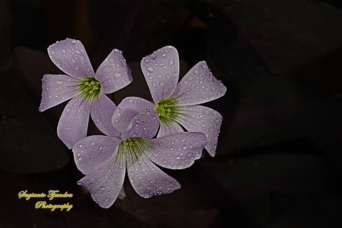 Love Plant flower/Purple Passion, Oxalis triangularis  False Shamrock,Geotagged,Indonesia,Oxalis triangularis,Winter