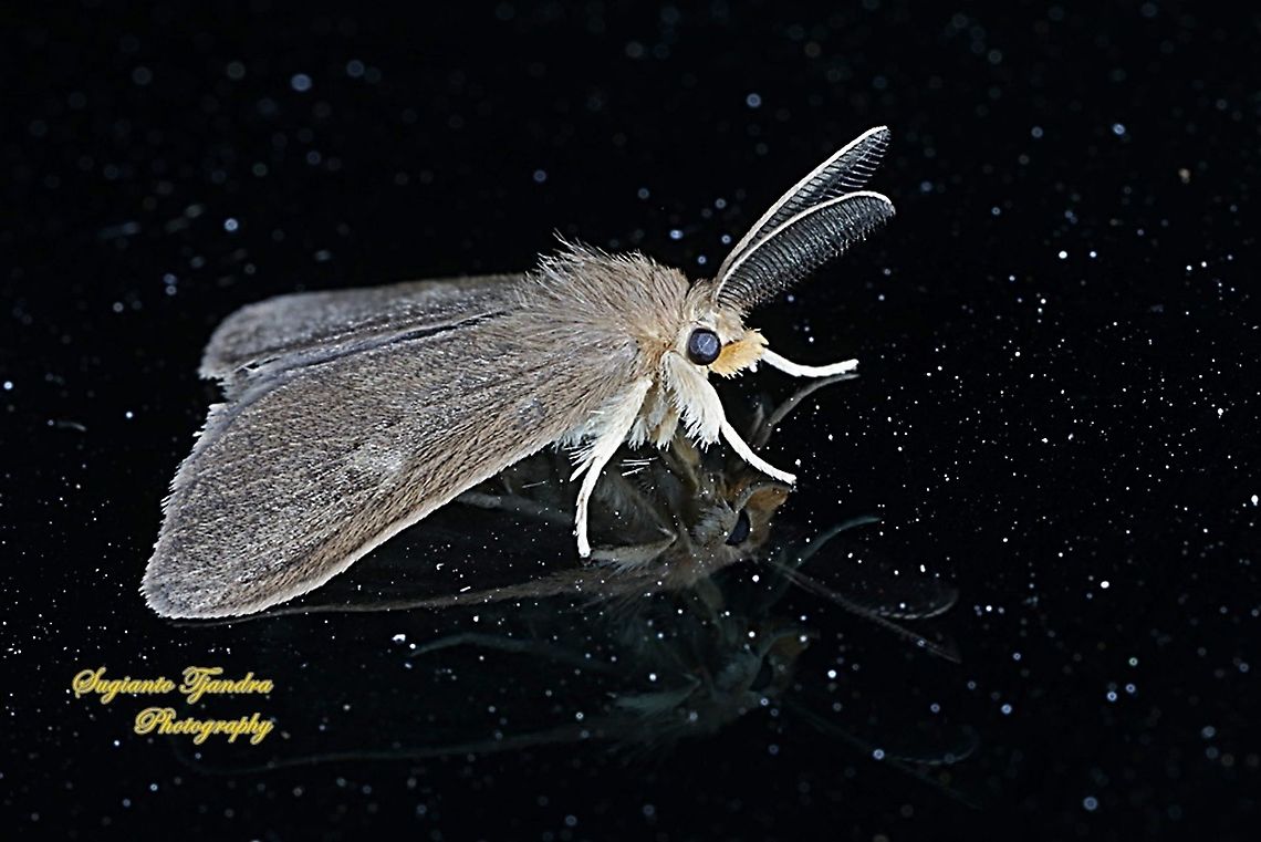 Tussock Moth, Lymantriinae  Geotagged,Indonesia,Winter