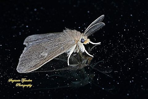 Tussock Moth, Lymantriinae  Geotagged,Indonesia,Winter