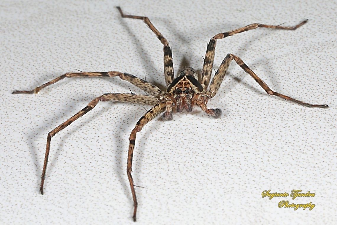 Huntsman Spider, Heteropoda venatoria  Geotagged,Heteropoda venatoria,Indonesia,Winter