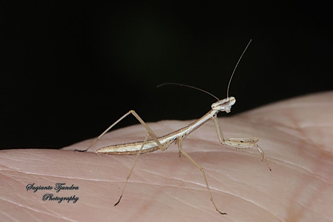 Brown praying mantis  Geotagged,Indonesia,Winter