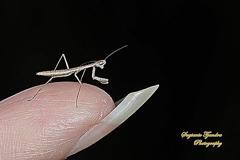 Brown tiny praying mantis  Geotagged,Indonesia,Winter