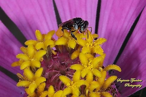 Stingless honey bee (Meliponini) sucking nectar on the Zinnia flower  Geotagged,Indonesia,Winter
