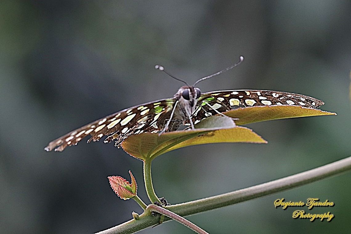 The Tailed Jay Butterfly, Graphium agamemnon  Geotagged,Graphium agamemnon,Indonesia,Tailed Jay,Winter