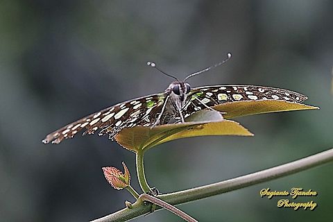 The Tailed Jay Butterfly, Graphium agamemnon  Geotagged,Graphium agamemnon,Indonesia,Tailed Jay,Winter