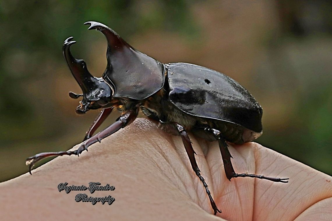 The brown rhinoceros beetle, Xylotrupes gideon  Geotagged,Indonesia,Siamese rhinoceros beetle,Winter,Xylotrupes gideon