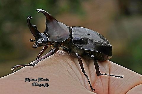 The brown rhinoceros beetle, Xylotrupes gideon  Geotagged,Indonesia,Siamese rhinoceros beetle,Winter,Xylotrupes gideon