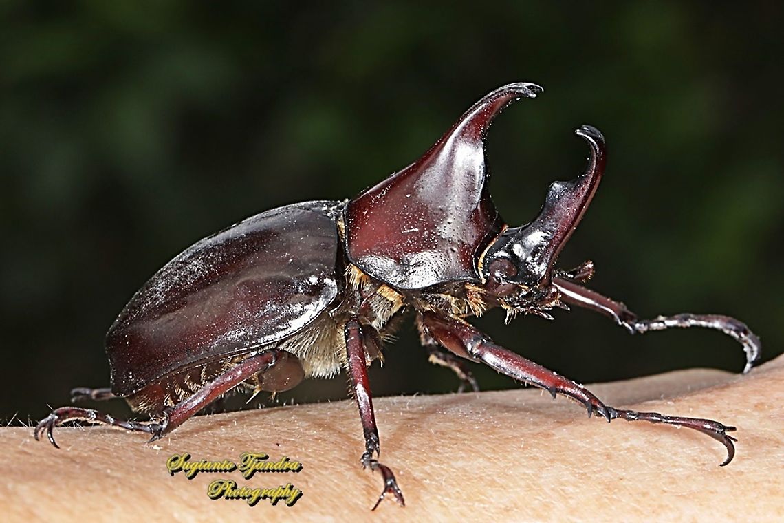 The brown rhinoceros beetle, Xylotrupes gideon  Geotagged,Indonesia,Siamese rhinoceros beetle,Winter,Xylotrupes gideon