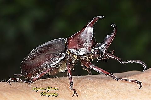 The brown rhinoceros beetle, Xylotrupes gideon  Geotagged,Indonesia,Siamese rhinoceros beetle,Winter,Xylotrupes gideon