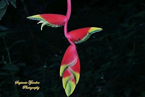 Hanging lobster claw flower, Heliconia rostrata  Geotagged,Heliconia rostrata,Indonesia,Lobster Claw,Winter