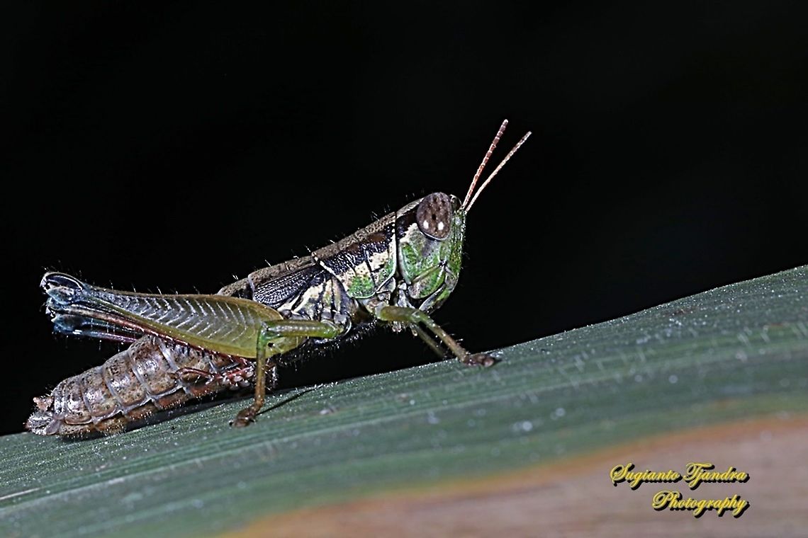 Grasshopper, Caryandra Spuria  Caryandra Spuria,Geotagged,Indonesia,Winter