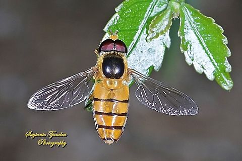 Black-banded Hoverfly, Asarkina Sp.  Asarkina porcina,Geotagged,Indonesia,Winter