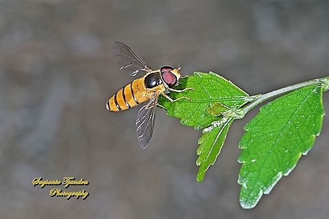 Black-banded Hoverfly, Asarkina Sp.  Geotagged,Indonesia,Winter