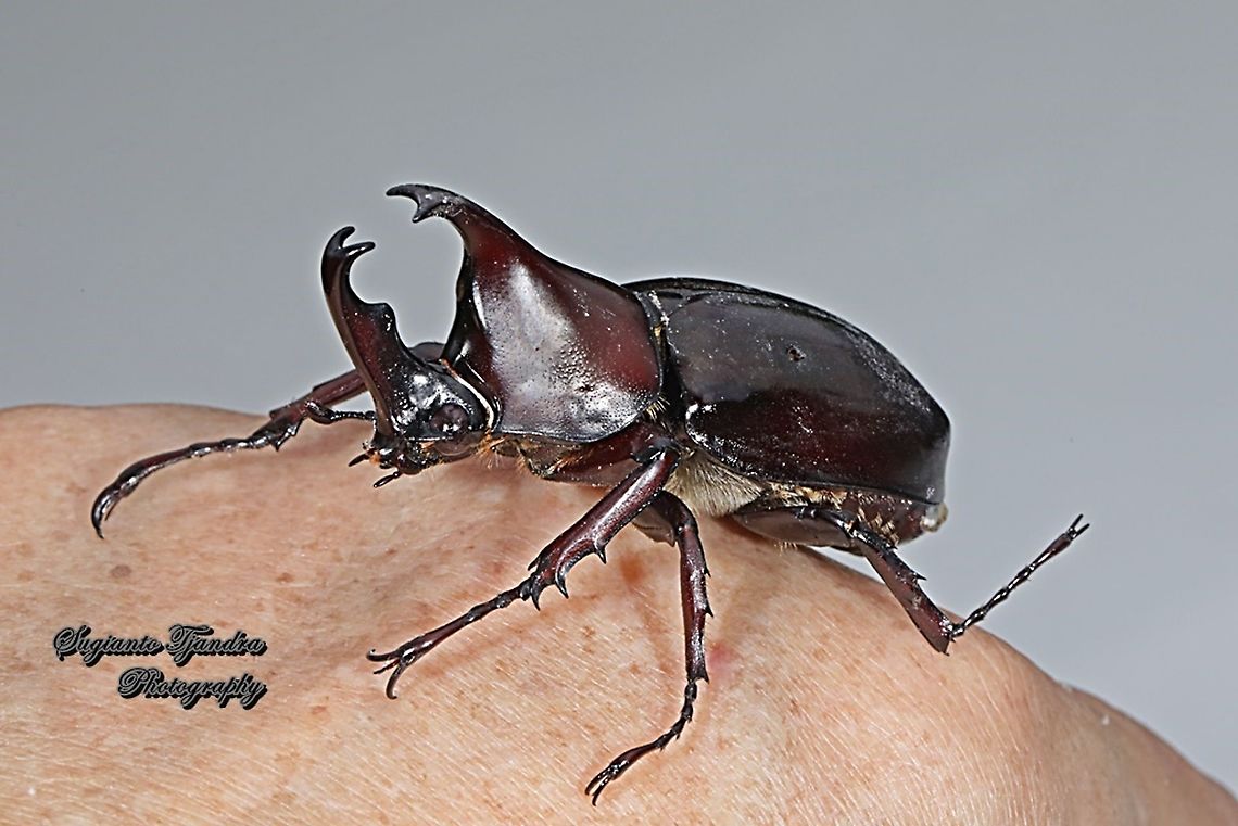 The brown rhinoceros beetle, Xylotrupes gideon  Geotagged,Indonesia,Siamese rhinoceros beetle,Winter,Xylotrupes gideon