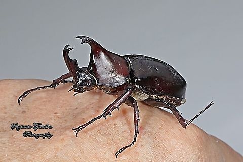 The brown rhinoceros beetle, Xylotrupes gideon  Geotagged,Indonesia,Siamese rhinoceros beetle,Winter,Xylotrupes gideon