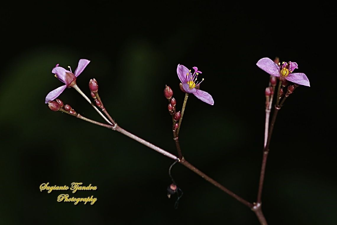 Jewels-of-Opar, Talinum paniculatum  Geotagged,Indonesia,Jewels-of-Opar,Talinum paniculatum,Winter