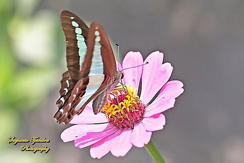 Common Bluebottle (Graphium sarpedon luctatius)  Common Bluebottle,Geotagged,Graphium sarpedon,Indonesia,Winter
