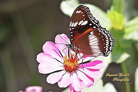 The great eggfly, Hypolimnas bolina bolina  - (female) sucking nectar on the Zinnia flower  Geotagged,Great eggfly,Hypolimnas bolina,Indonesia,Winter