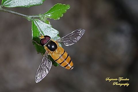 Black-banded Hoverfly, Asarkina Sp. (family Syrphidae) - Male  Asarkina porcina,Geotagged,Indonesia,Winter
