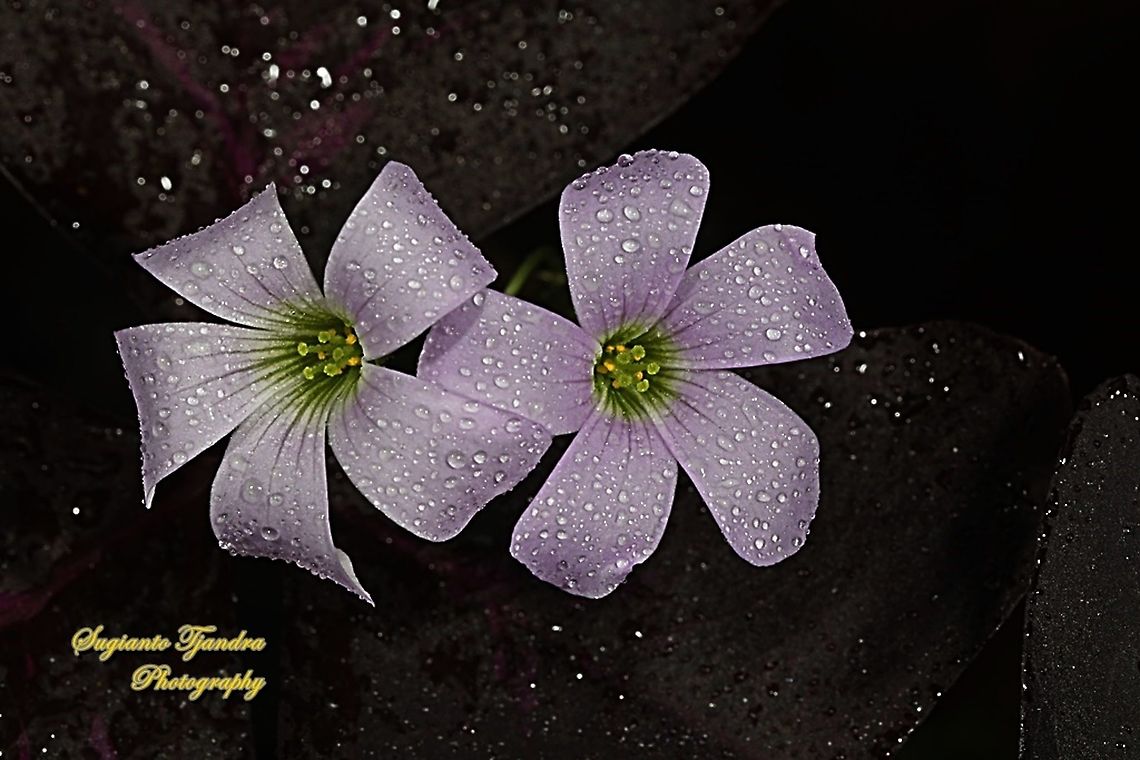 Love Plant flower/Purple Passion, Oxalis triangularis  False Shamrock,Geotagged,Indonesia,Oxalis triangularis,Winter