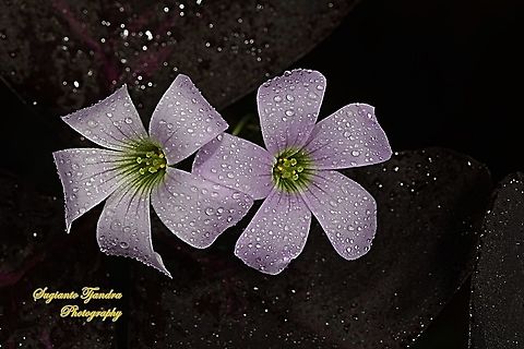 Love Plant flower/Purple Passion, Oxalis triangularis  False Shamrock,Geotagged,Indonesia,Oxalis triangularis,Winter