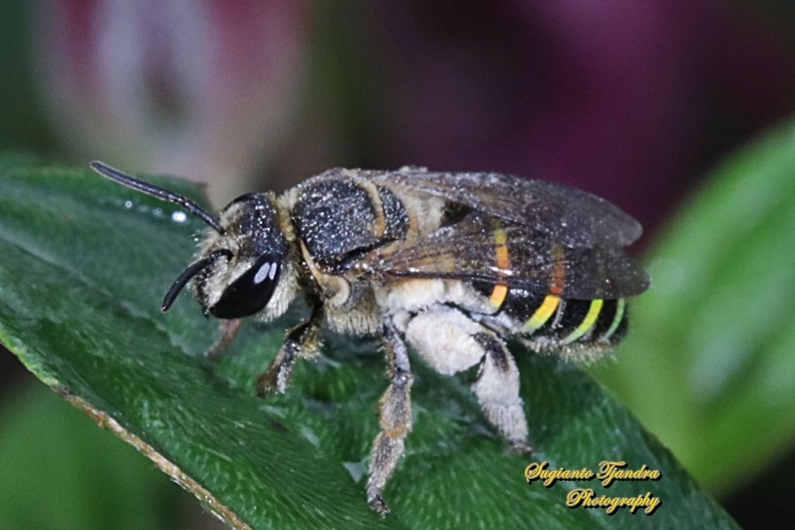Nomia Bee, Nomia Sp, family Halictidae  Geotagged,Indonesia,Winter