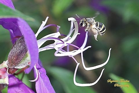 Nomia Bee, Nomia Sp, family Halictidae  Geotagged,Indonesia,Winter