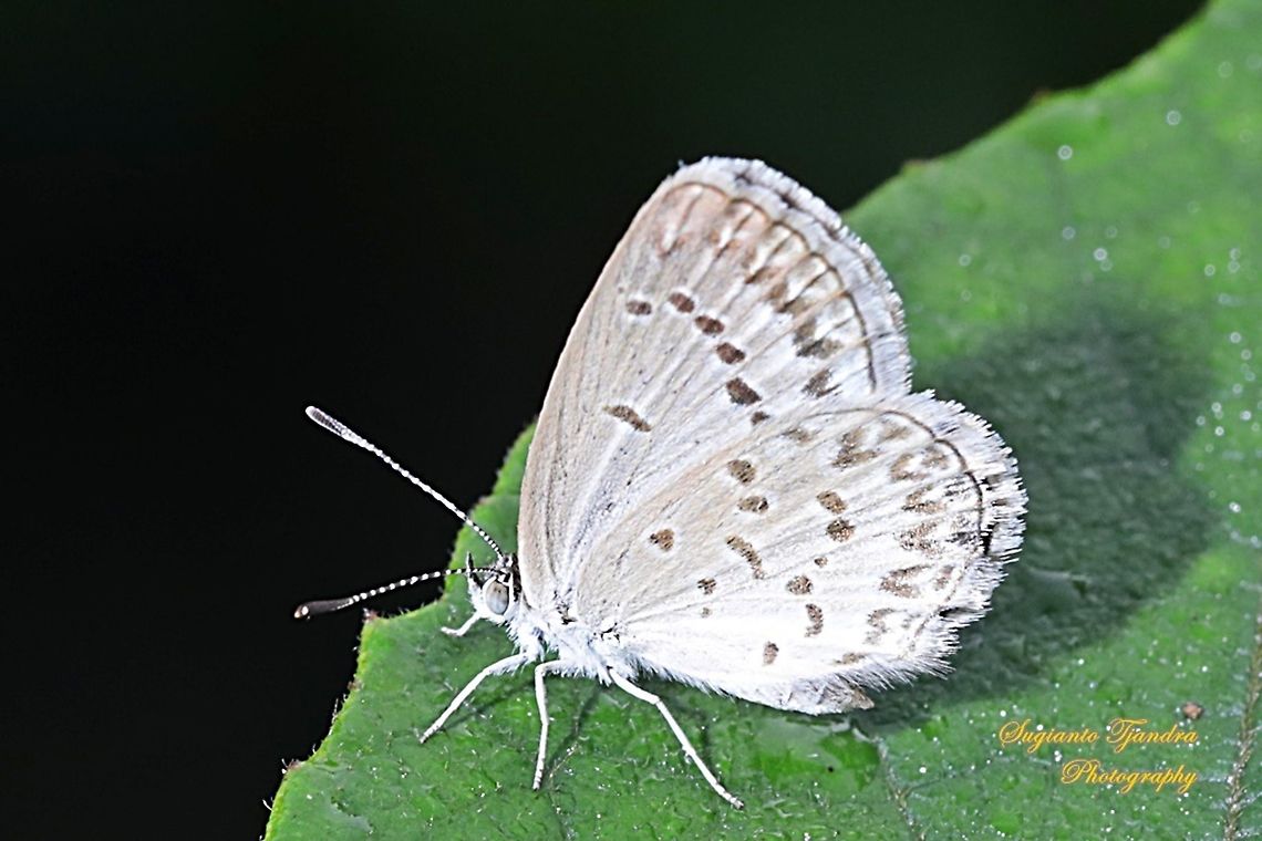 Lesser Grass Blue, Zizina otis annetta.  Geotagged,Indonesia,Lesser grass blue,Winter,Zizina otis